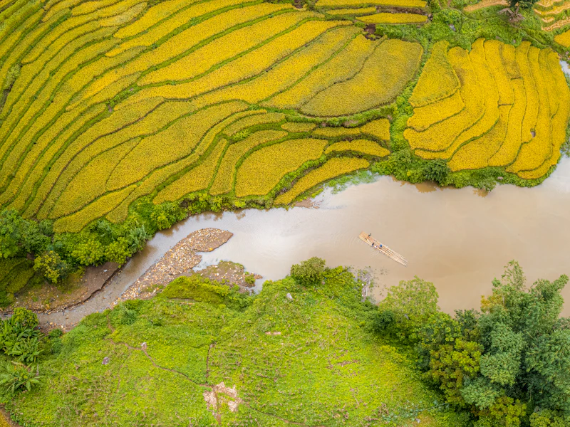 Ruộng lúa chín vàng trải dọc bờ sông, nhìn từ trên cao