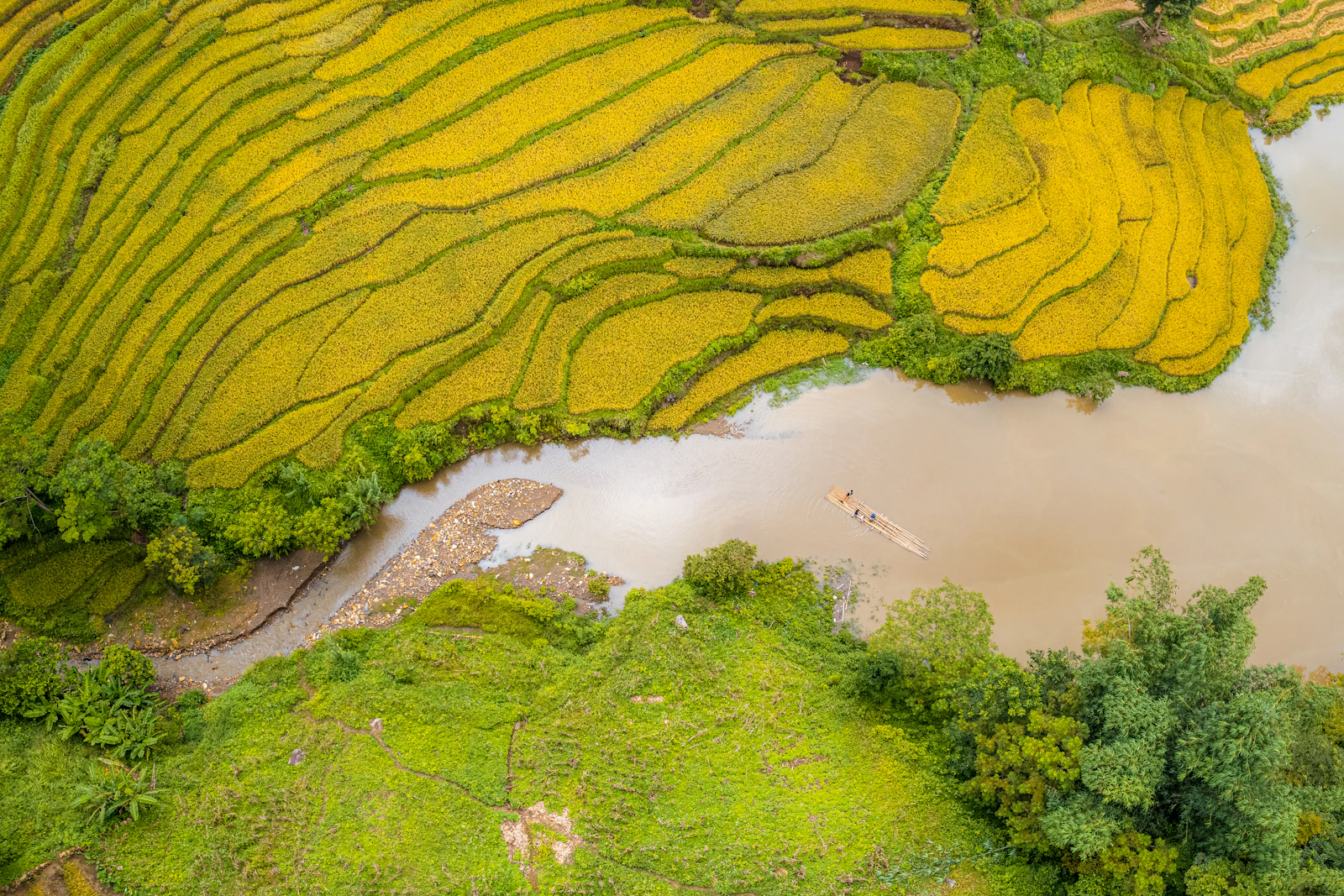 Ruộng lúa bậc thang chín vàng bên dòng sông, nhìn từ trên cao